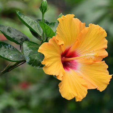 Purple Yellow Hibiscus Flower Seeds