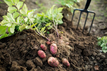 Fingerling Potato Mixed Vegetable Seeds for Planting