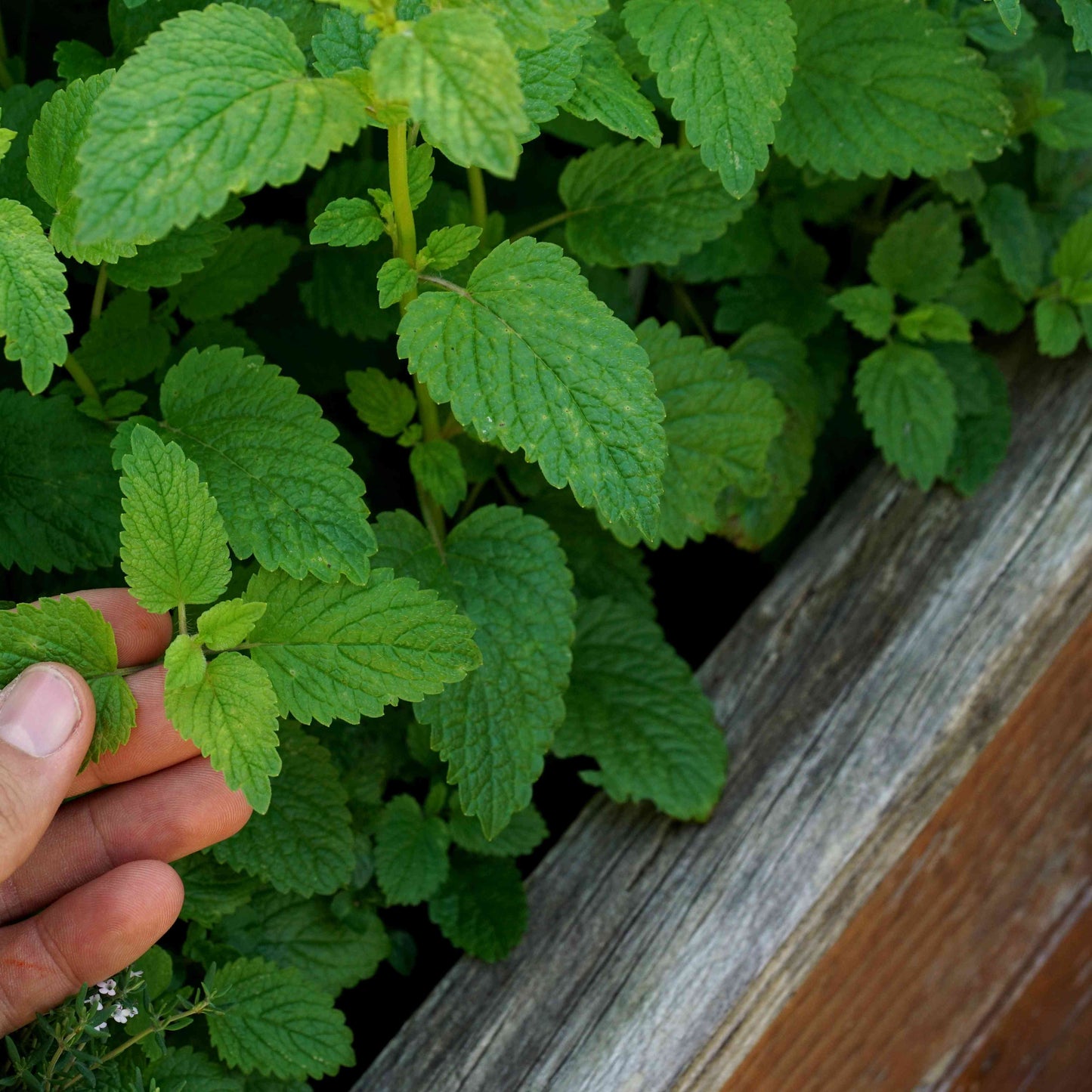 Lemon Balm Herb Seeds