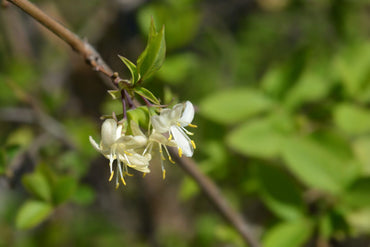Lonicera Fragrantissima Flower Seeds