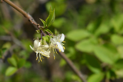 Lonicera Fragrantissima Flower Seeds