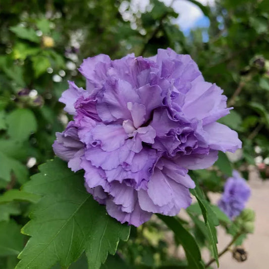 Double Purple Hibiscus Flower Seeds