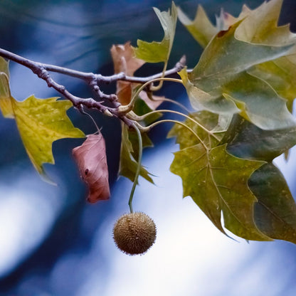 American Sycamore Plant Seeds