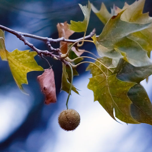 American Sycamore Plant Seeds