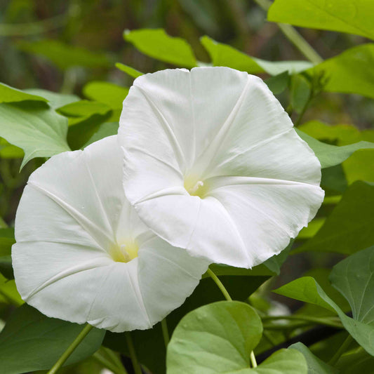 Moon flower Seeds