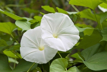 Fragrant White Moon flower Seeds