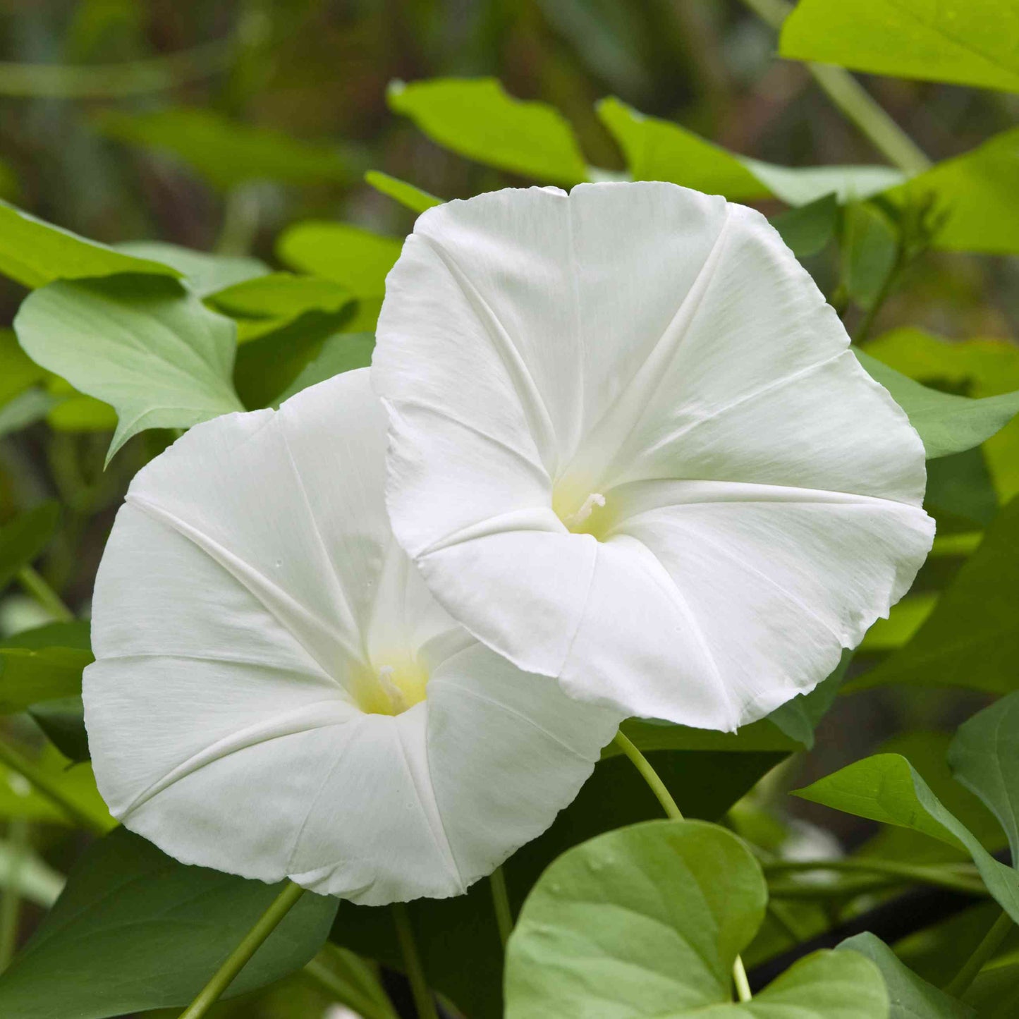 Giant White Moon Vine Flower Seeds