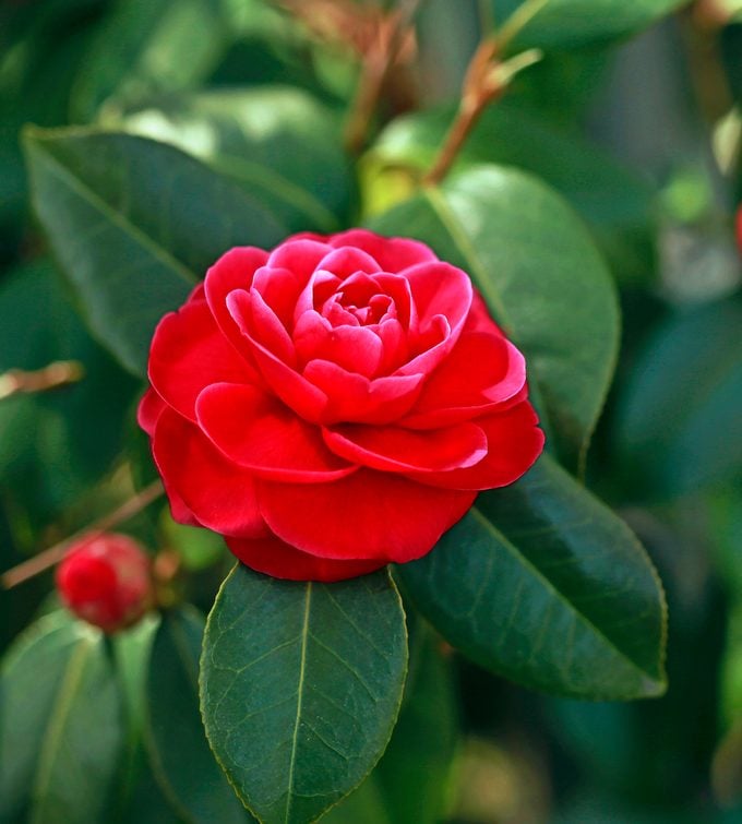 Samen der Kamelienblume zum Pflanzen, schattentolerant, Erbstück- und gentechnikfrei für den Hausgarten