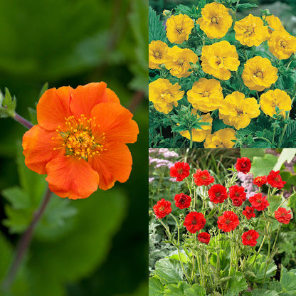 Geum Flower Seeds