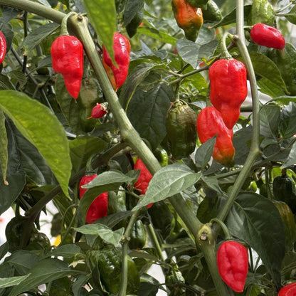 Semi di Verdura Ghost Pepper