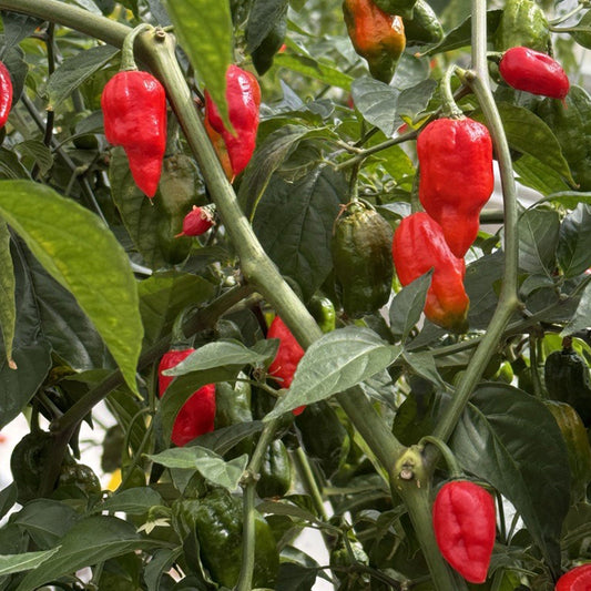 Semi di Verdura Ghost Pepper