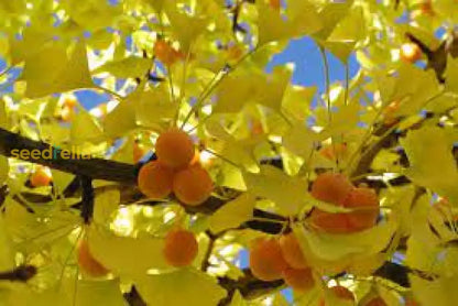 イチョウの種子：成功する育成のための完全な植え付け案内