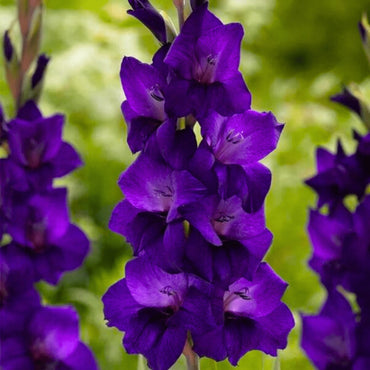 Purple Gladiolus Flower Seeds