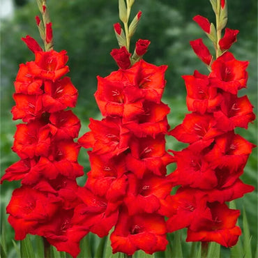 Red Gladiolus Flower Seeds