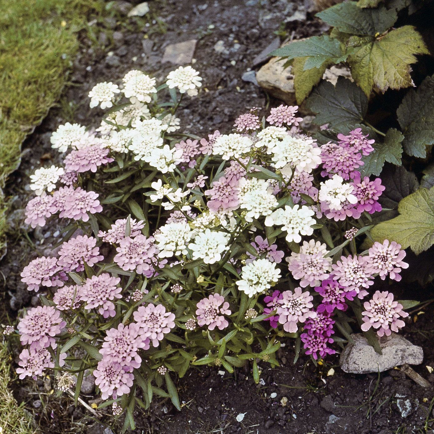Iberis Gibraltarica Flower Seeds