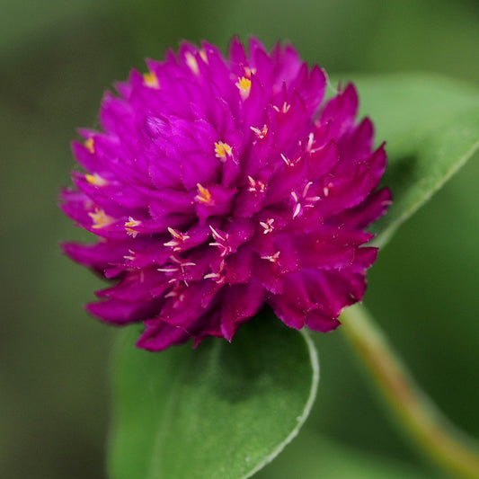 Globe Amaranth Flower Seeds
