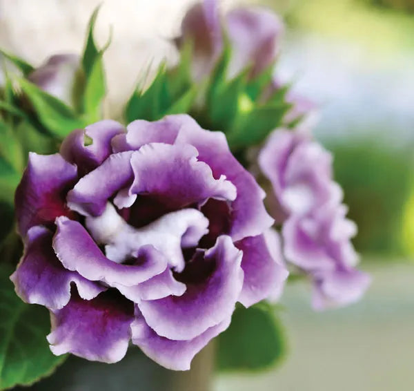 White Purple Gloxinia Flower seeds for Planting - Long Bloom Season, Heirloom & GMO Free Seeds for Home Garden