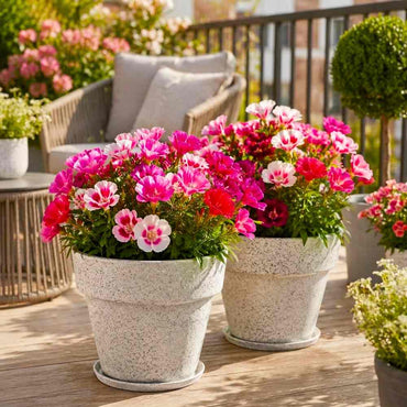 Mixed Godetia Flower seeds for Planting - Bright Blooms, Heirloom & GMO Free Seeds for Home Garden