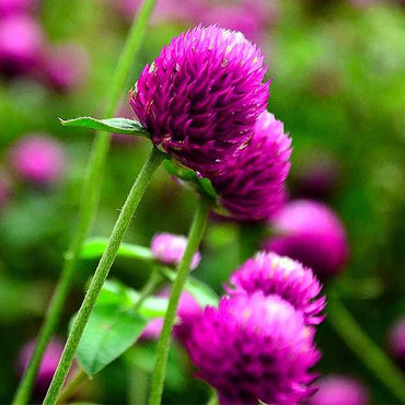 Purple Gomphrena Globe Amaranth Flower Seeds