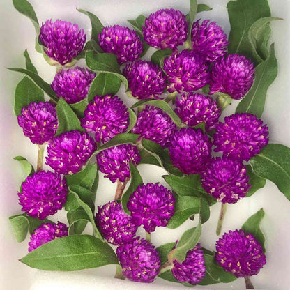 Globe Amaranth Flower Seeds