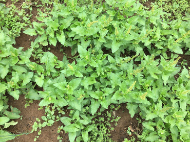 Good King Henry Vegetable Seeds