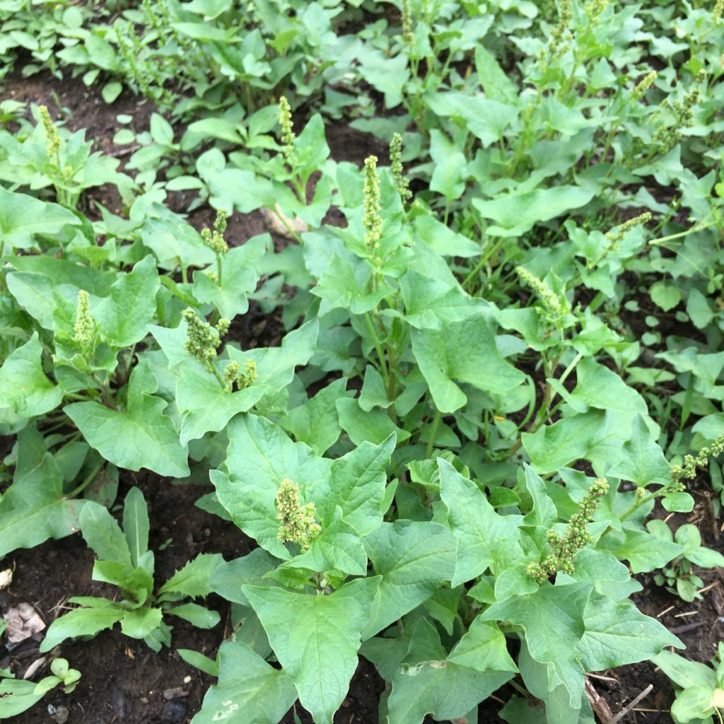Good King Henry Vegetable Seeds