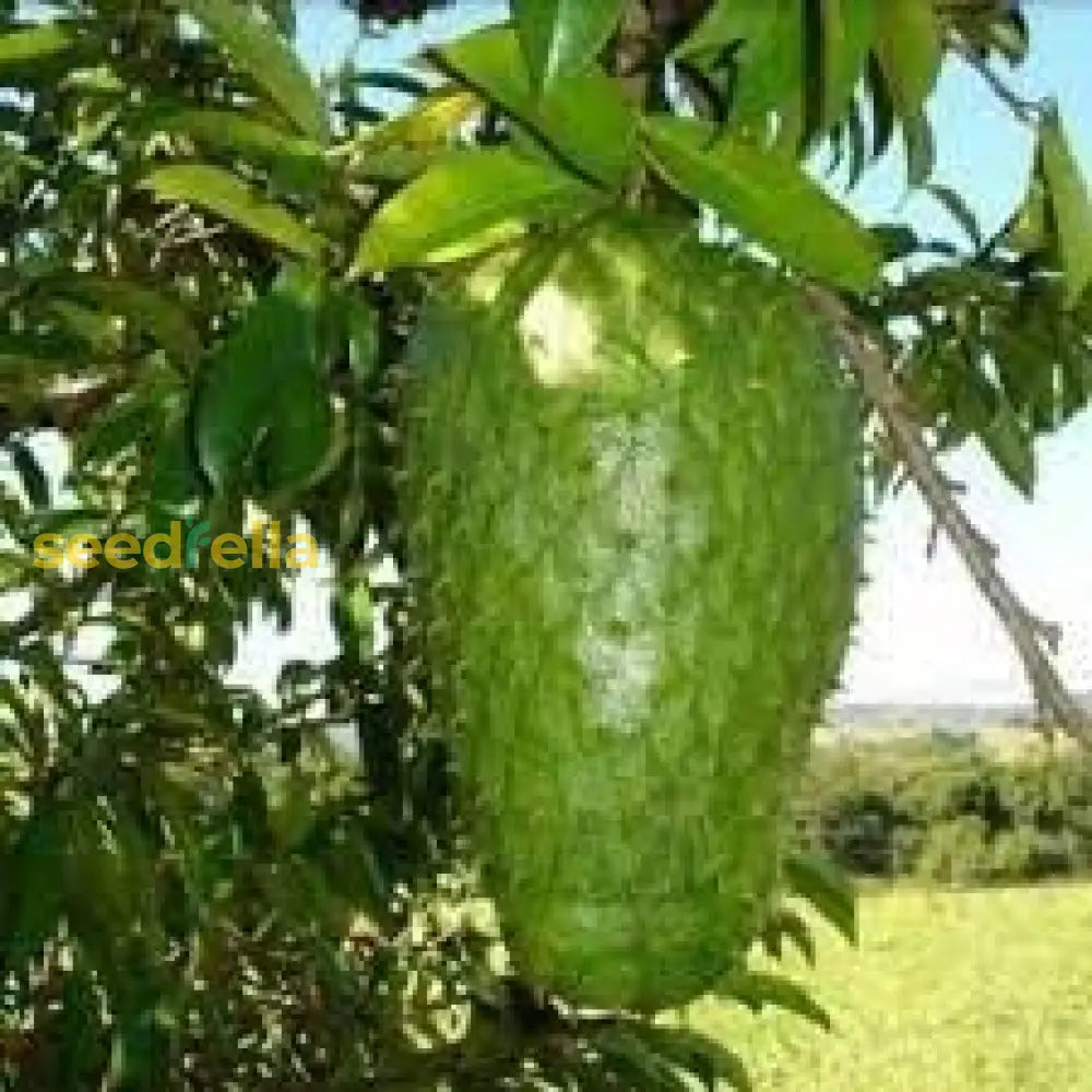 Graviola Fruit Seeds Grow Delicious Soursop Fruit At Home heirloom non-gmo organic garden seeds