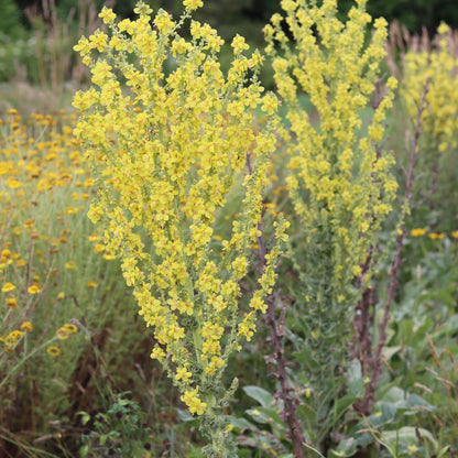 Greek Mullein Herb Seeds