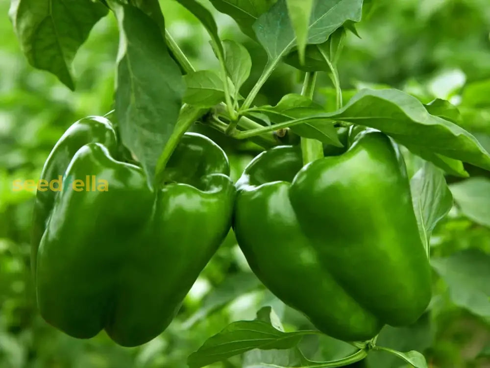 Green Bell Pepper Seeds Planting Guide heirloom non-gmo organic garden seeds