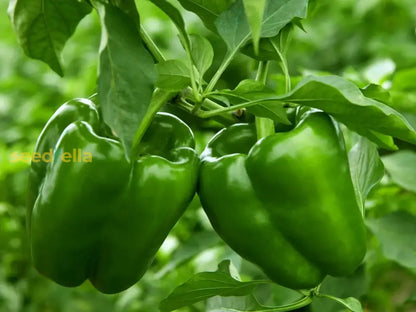 Green Bell Pepper Seeds Planting Guide heirloom non-gmo organic garden seeds