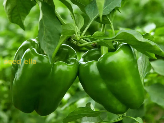 Green Bell Pepper Seeds Planting Guide heirloom non-gmo organic garden seeds