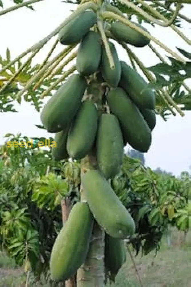 Guide To Planting Green Papaya Seeds heirloom non-gmo organic garden seeds