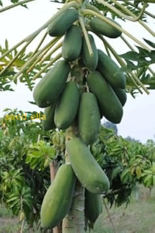 Guide To Planting Green Papaya Seeds heirloom non-gmo organic garden seeds