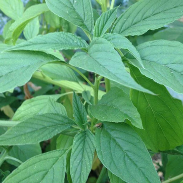 Amaranthus Viridis (Green Callaloo) Seeds - Nutritious Tropical Green for Culinary Use