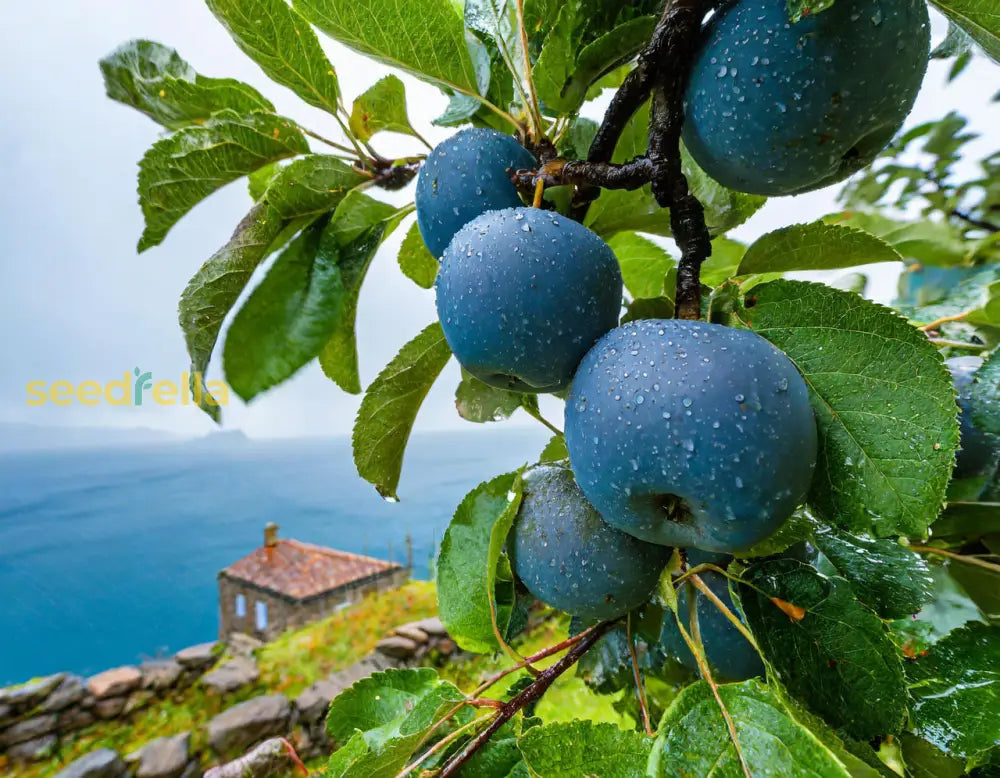 Blue Apple Fruit Seeds - Planting Guide for Success