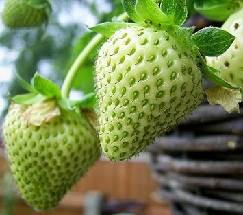 Green Strawberry Seeds for Planting