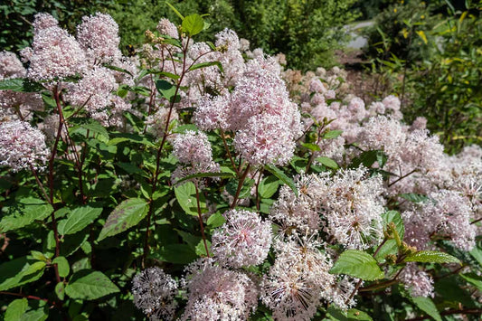 New Jersey Tea Shrub Seeds