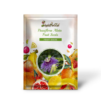 Passiflora Alata Fruit Seeds Planting 1 pcs