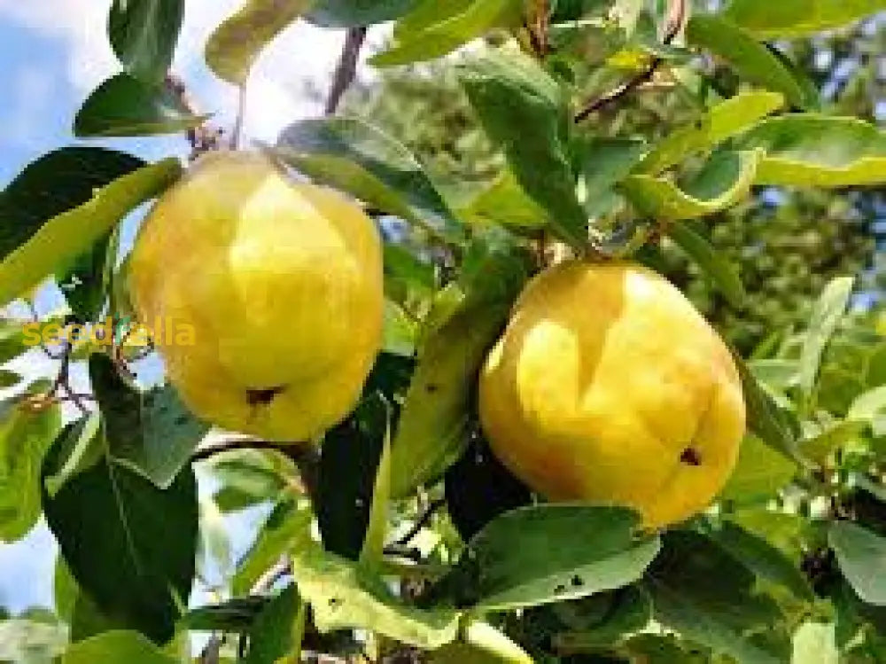 Yellow Quince Seeds for Planting Grow Your Own Fruit