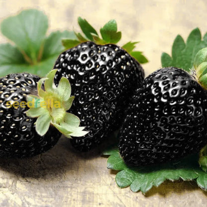 Rare Black Strawberries Seeds for Planting - Grow Unique Juicy Dark Strawberries in Your Garden