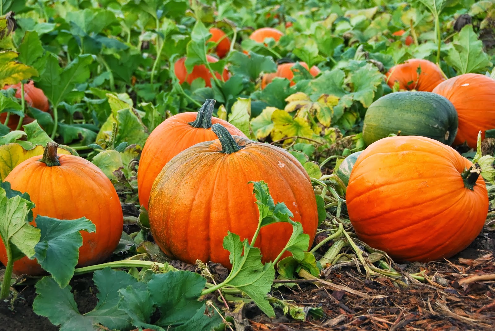 vegetable seeds for autumn planting Touch of Autumn Pumpkin Vegetable Seeds for Planting – Heirloom, Non-G – Pure Asia Seeds