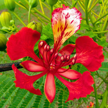 Delonix Regia Tree Seeds for Planting – Heirloom, Non-GMO, Tropical Tree Variety