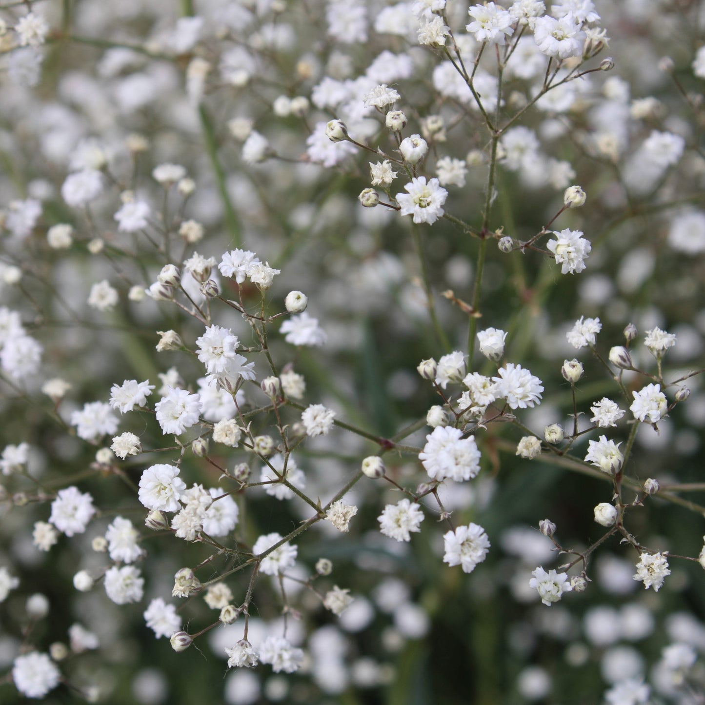 Heirloom Gypsophila Paniculata Flower seeds for Planting Long Bloom Season Heirloom & GMO Free Seeds for Home Garden