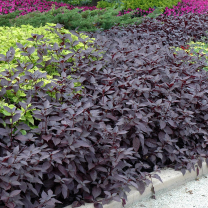 Alternanthera Ornamental Plant Seeds