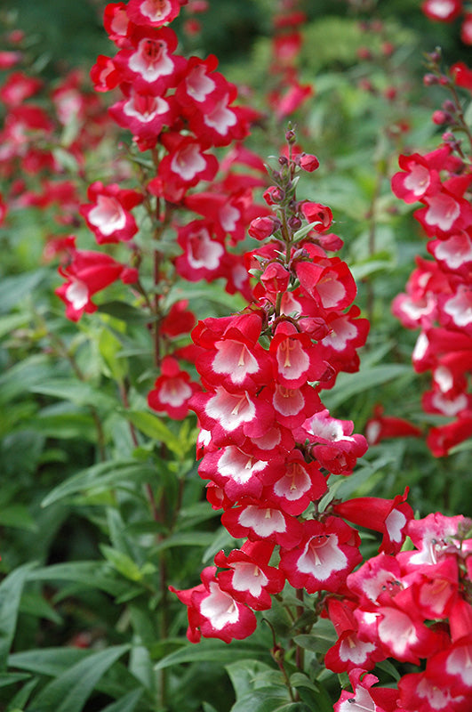 Penstemon Flower seeds for Planting Easy to Grow Heirloom & GMO Free Seeds for Home Garden 
 
 Sale seeds for home garden planting