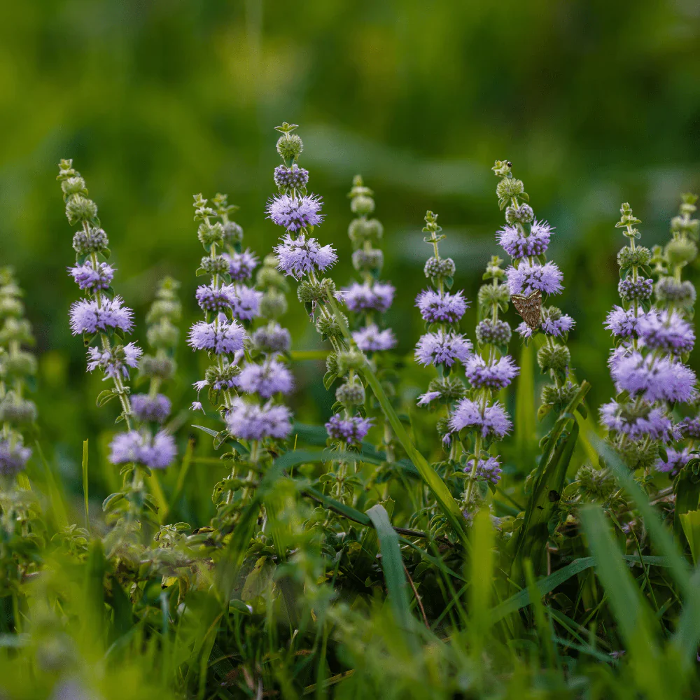 Pennyroyal  Flower Seeds