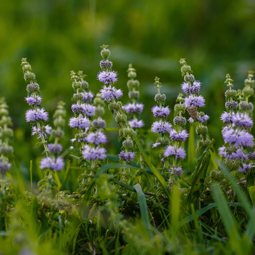 Pennyroyal  Flower Seeds