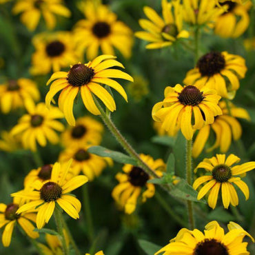 Rare Gold Rush Yellow Flowers Seeds