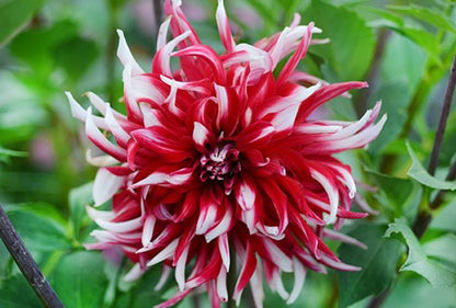 Cactus Dahlia Flower Seeds