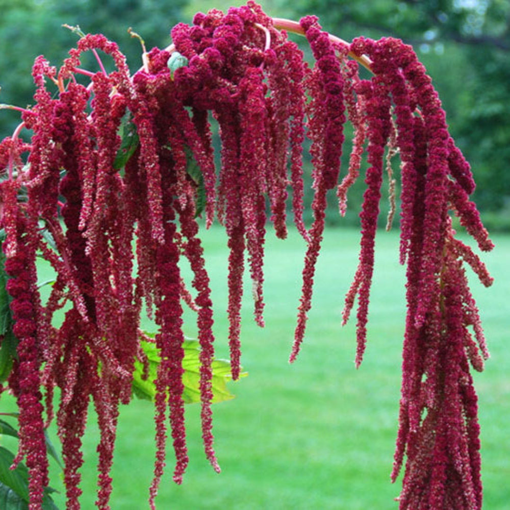 Love-Lies-Bleeding Flower Seeds (Amaranthus Caudatus)